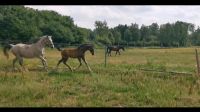 Schicker deutscher Reitpony Hengst top Abstammung Hansestadt Demmin - Stavenhagen Vorschau