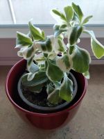 Kalanchoe laciniata variegata 'Chickenfeet' Bayern - Stein Vorschau