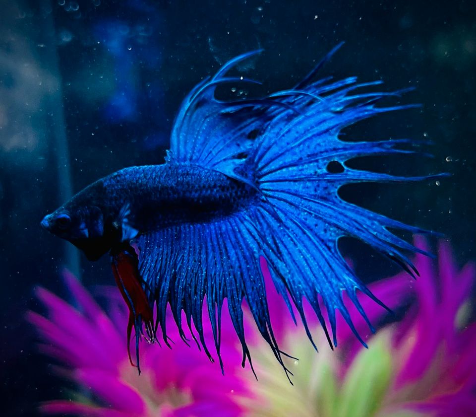 Betta Splendens Crowntail Kampffisch in Geisenfeld