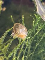 Quellblasenschnecke, Physa marmorata Baden-Württemberg - Denzlingen Vorschau