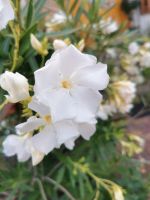 Oleander (Pflanze) Hessen - Fritzlar Vorschau