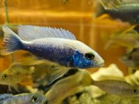 Sciaenochromis ahli Nordrhein-Westfalen - Bergkamen Vorschau