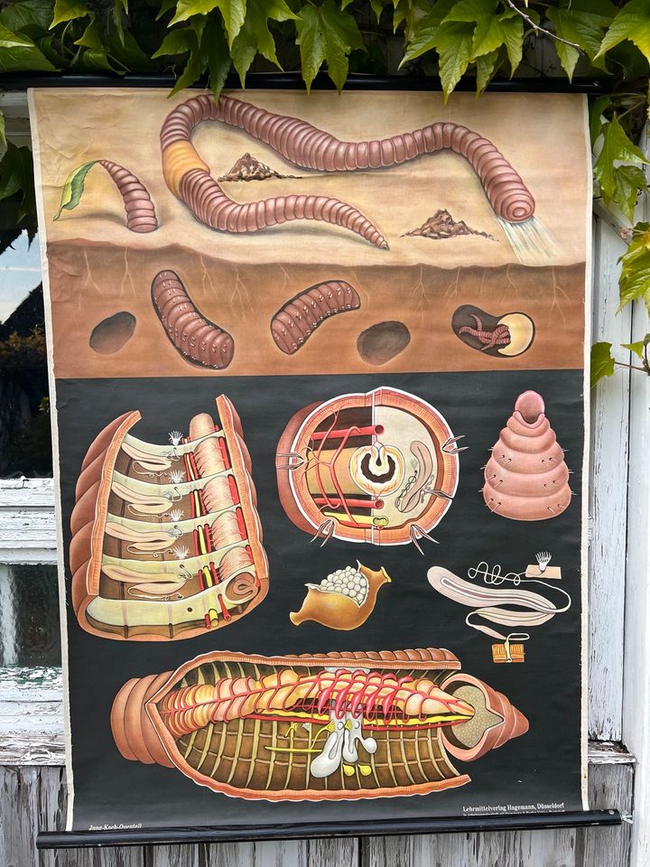 Vintage Schulwandkarte Regenwurm in Dormagen