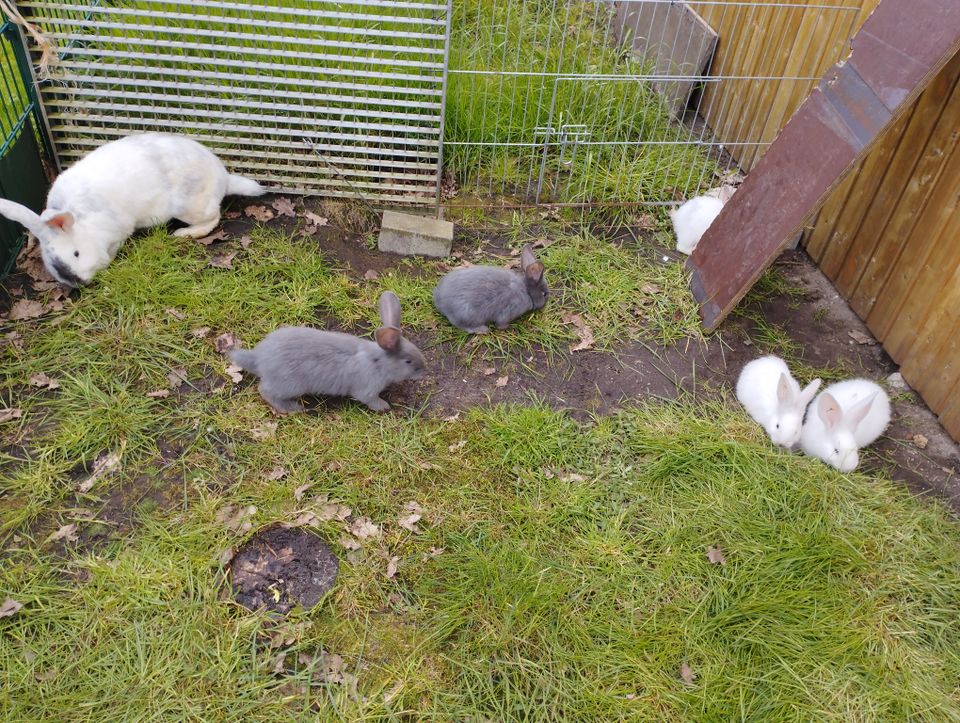 Deutsche Riesen Jungtiere Sonderfarben in Oldenbüttel