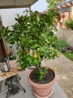 Zitronenbaum 190cm im 70cm Topf Hessen - Ahnatal Vorschau