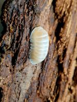 Cubaris White Panda King Albino Assel Shop isopoda Asseln kaufen Baden-Württemberg - Tübingen Vorschau