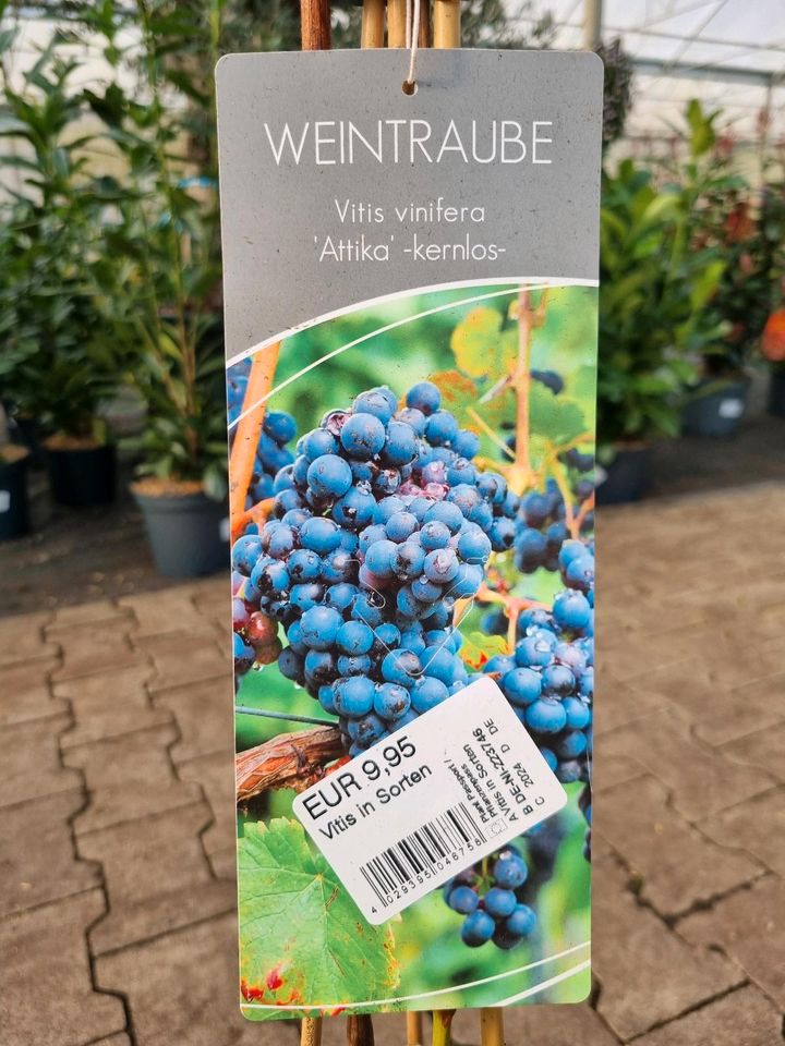 Weintrauben 'Vitis vinifera' verschiedene Sorten ab 12,95€ - Direkt vom Gärtner! in Bad Zwischenahn