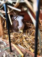 3Meerschweinchen+Käfig Baden-Württemberg - Backnang Vorschau