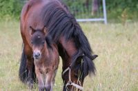 Unsere Ponys suchen Beschäftigung Pflegebeteiligung Herzogtum Lauenburg - Schönberg Vorschau