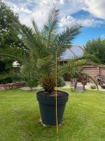 Palme Phoenix cahariensis Bayern - Frontenhausen Vorschau