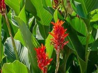 Blume Pflanze Staude Canna Blumenrohr rot Sachsen - Hartha Vorschau