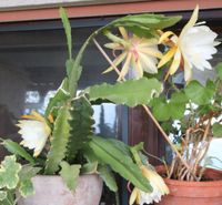 Blattkaktus Epiphyllum Hybriden weiß, Crem gelb -blühend- XXXL Bayern - Uffing Vorschau