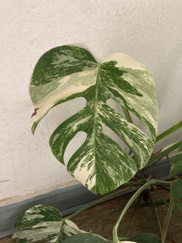 Monstera Variegata in Göttingen