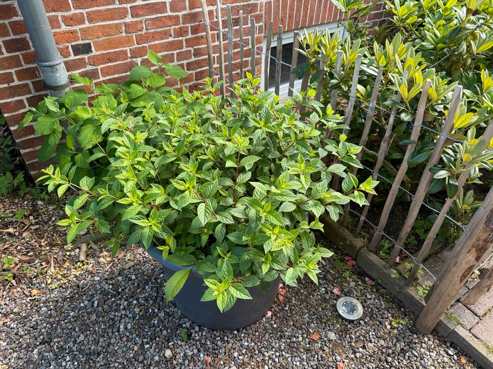 Garten Pflanzen - Rispen Hortensien - im Topf 70cm in Grömitz