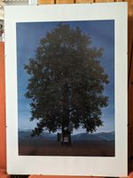 Magritte, Kunstdruck, Baum, 50x70 Bayern - Ottenhofen Vorschau