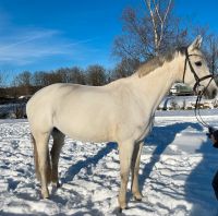 Bezauberndes Pferd sucht neues 5 Sterne Zuhause Bonn - Plittersdorf Vorschau