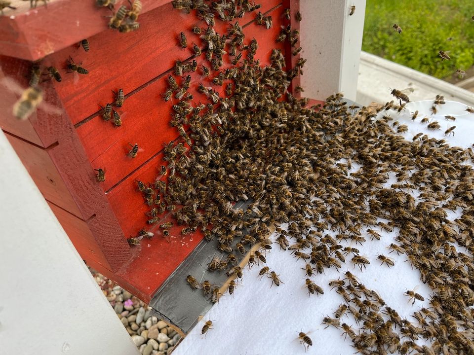 Bienenschwarm einfangen in Berglen