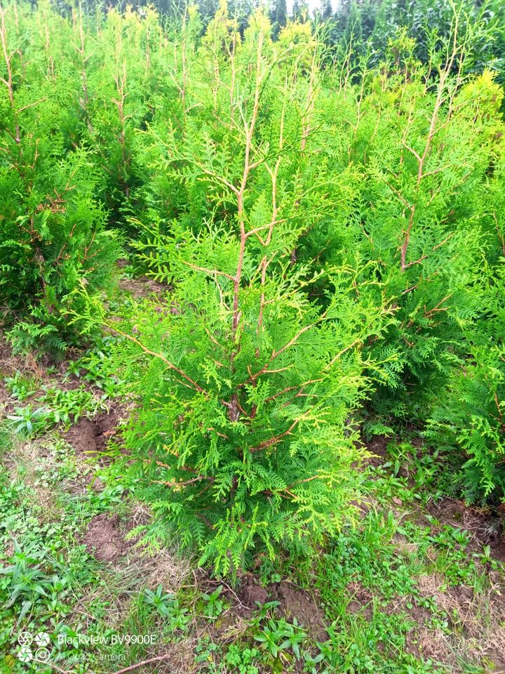 Thuja Brabant, Lebensbaum, Immergrüne Heckenpflanze in Leichlingen