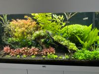 Aquarium Pflanzen Nordrhein-Westfalen - Stolberg (Rhld) Vorschau