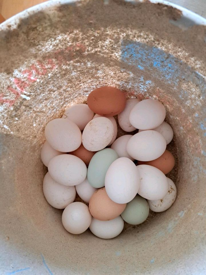 Täglich frische Eier. in Wilhelmsburg