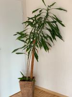 Pflanze, Yucca Palme mit Ableger und Topf abzugeben Hessen - Gießen Vorschau