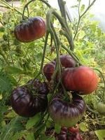 Tomate Blue Betty Jungpflanzen Nordrhein-Westfalen - Leverkusen Vorschau