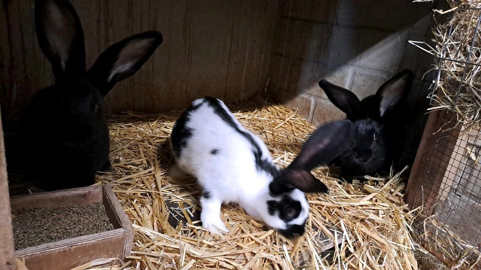 Süße Stallkaninchen zu verkaufen in Werne