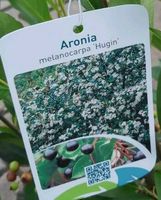 Aronia Apfelbeere Niedersachsen - Großefehn Vorschau