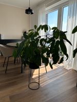 Zimmerpflanze mit Topf Nordrhein-Westfalen - Kempen Vorschau