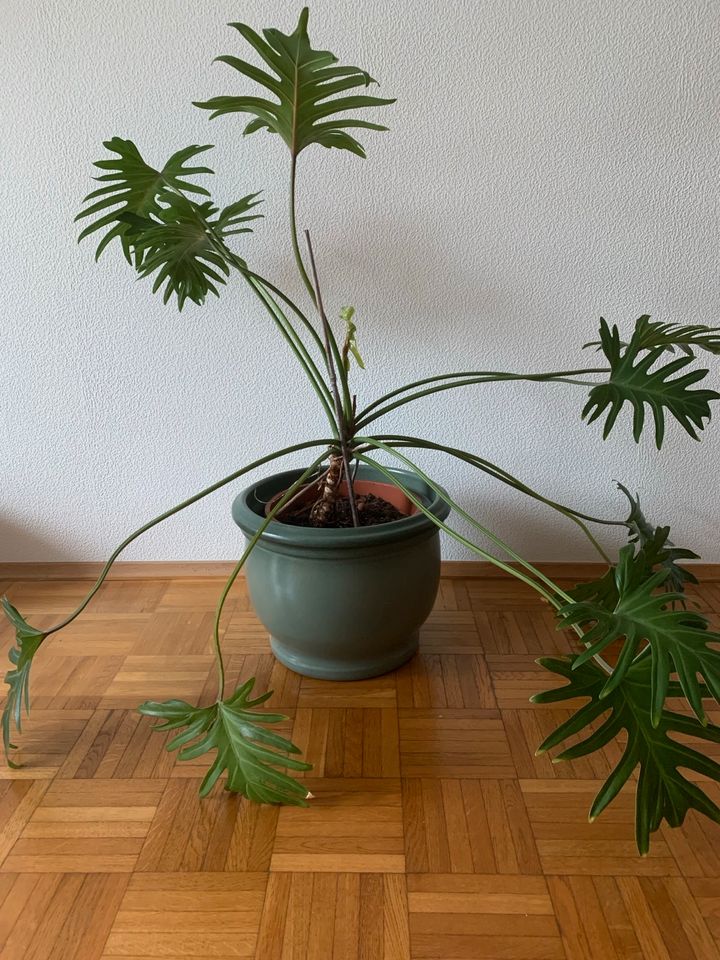 Philodendron Xanadu in Stolberg (Rhld)