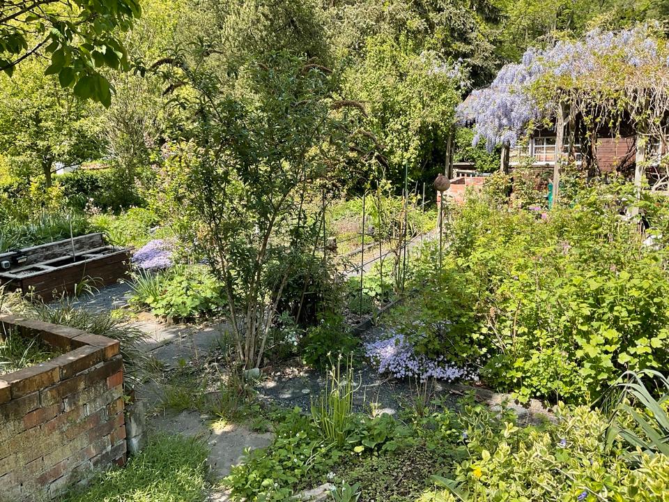 Kleingarten pachtfrei abzugeben in Dresden Laubegast Grundstück