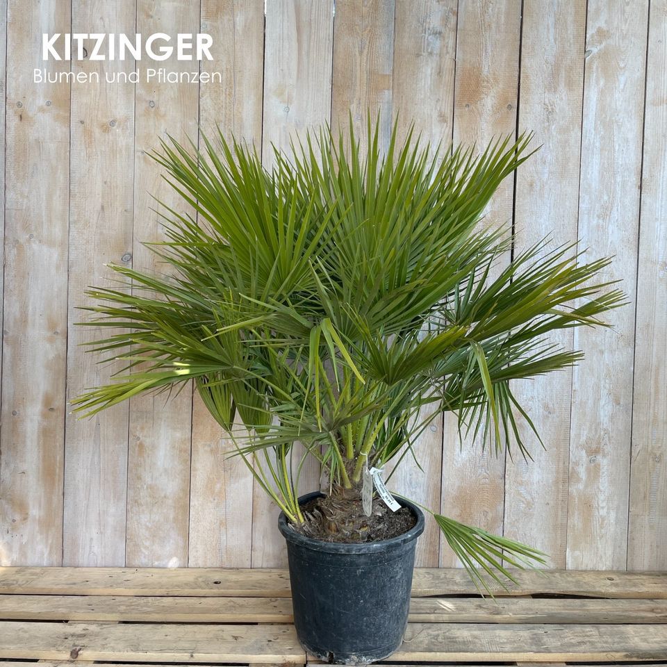 Zwergpalme/ Chamaerops humilis/ 2 Gößen/winterhart/Höhe 130-160cm in Hessen  - Bad Vilbel | eBay Kleinanzeigen ist jetzt Kleinanzeigen