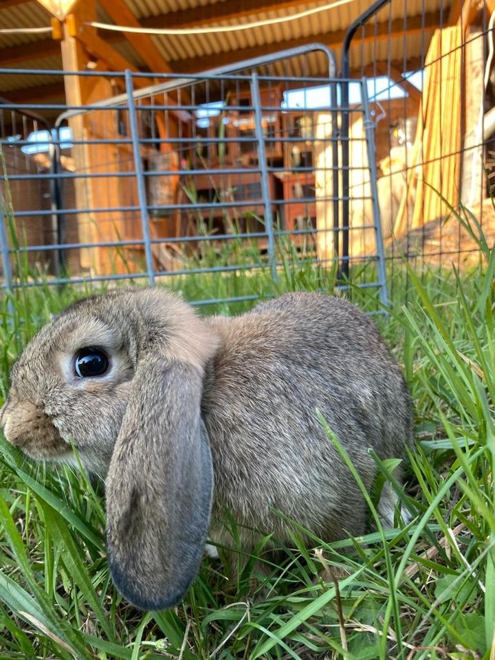 Zwergkaninchen Zwergwidder Schlappohr in Albersweiler