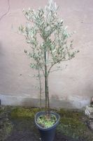 XL Olivenbaum 200 cm Doppelstamm Hessen - Rüdesheim am Rhein Vorschau