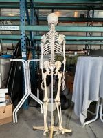 Anatomie Skelett (Lebensgroß) Hessen - Dietzenbach Vorschau