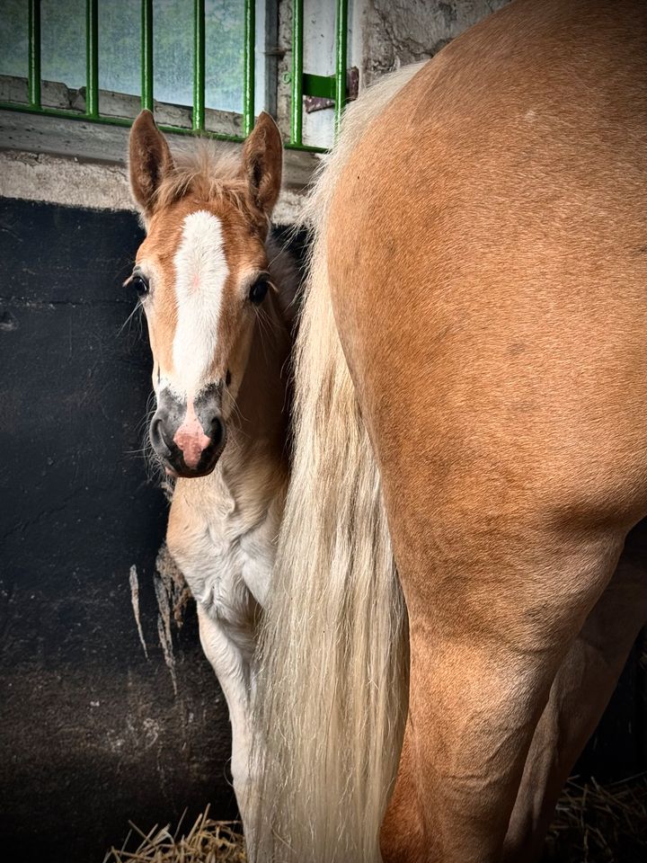 Haflinger Fohlen Stute Freizeitpferd Sporthaflinger Stutfohlen in Ahnsbeck