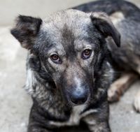 Familienhund Peppa einfach ausgesetzt Aachen - Horbach Vorschau