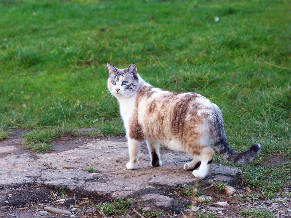 TIERSCHUTZ Katze Sabina freut sich darauf euch kennenzulernen in Hamburg