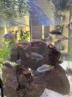 Aquarium mit Malawis Hessen - Ludwigsau Vorschau