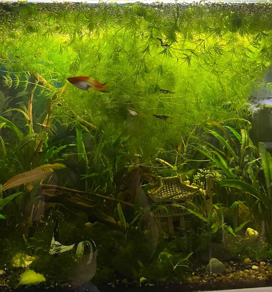 Aquariumpflanzen. Vallisneria, Ceratophyllum, Cryptocoryne in Duisburg