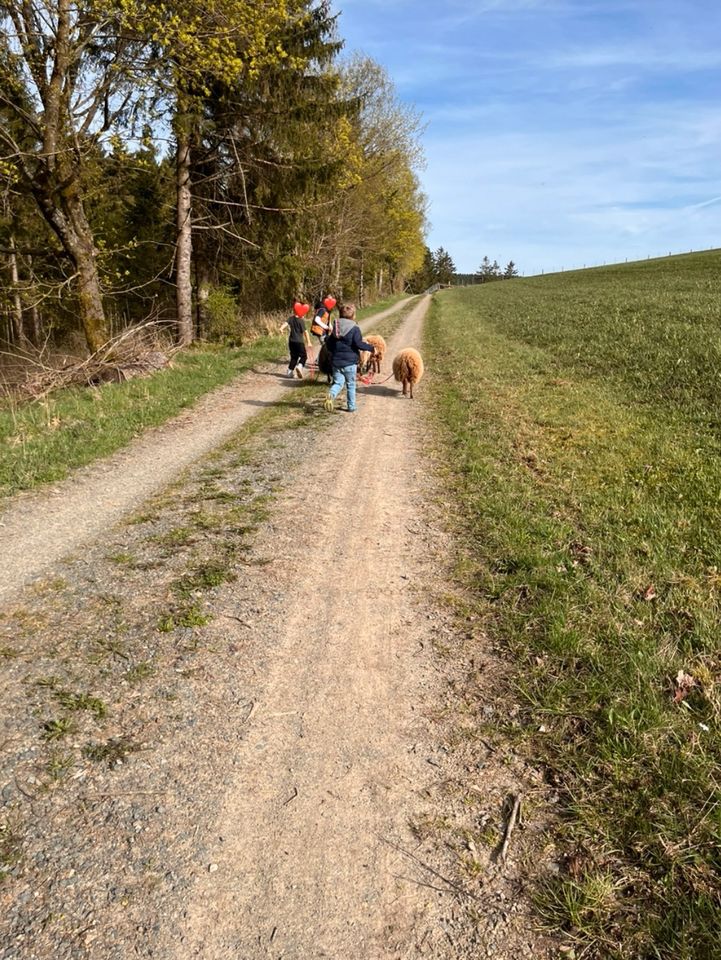 Geführte Wanderungen/Spaziergänge mit Zwergschafen in Winterberg