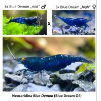 DIY Neocaridina Blue Dream OE "Blue Demon" Zuchtgruppe Frankfurt am Main - Gallusviertel Vorschau