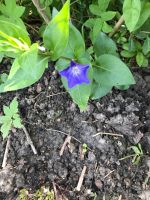 Vinca major fünf Pflanzen abzugeben blau Nordrhein-Westfalen - Beckum Vorschau
