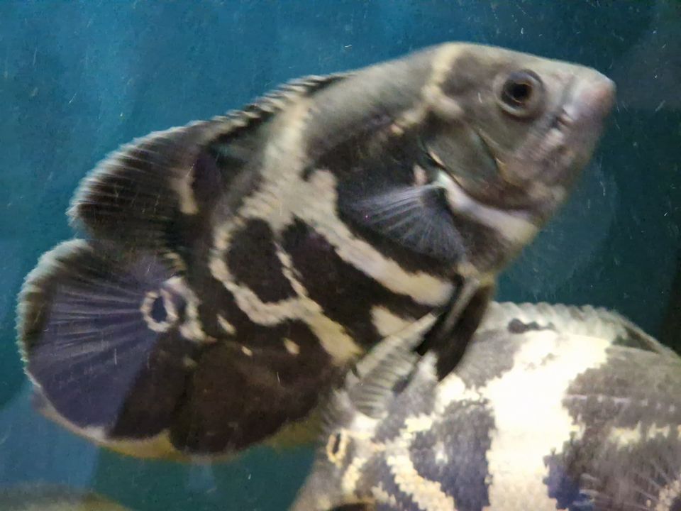 Astronotus ocellatus, Tiger Oskar, Oscar in Rügland