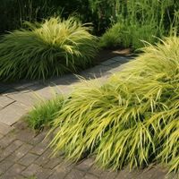 2 Sorten Hakonechloa macra - Japanisches Berggras ab 6,50 € Nordrhein-Westfalen - Soest Vorschau