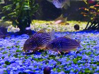 Corydoras Sterbai Panzerwels ca 3cm Sachsen - Kitzscher Vorschau