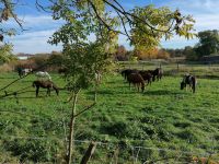 Offenstall Niedersachsen - Braunschweig Vorschau