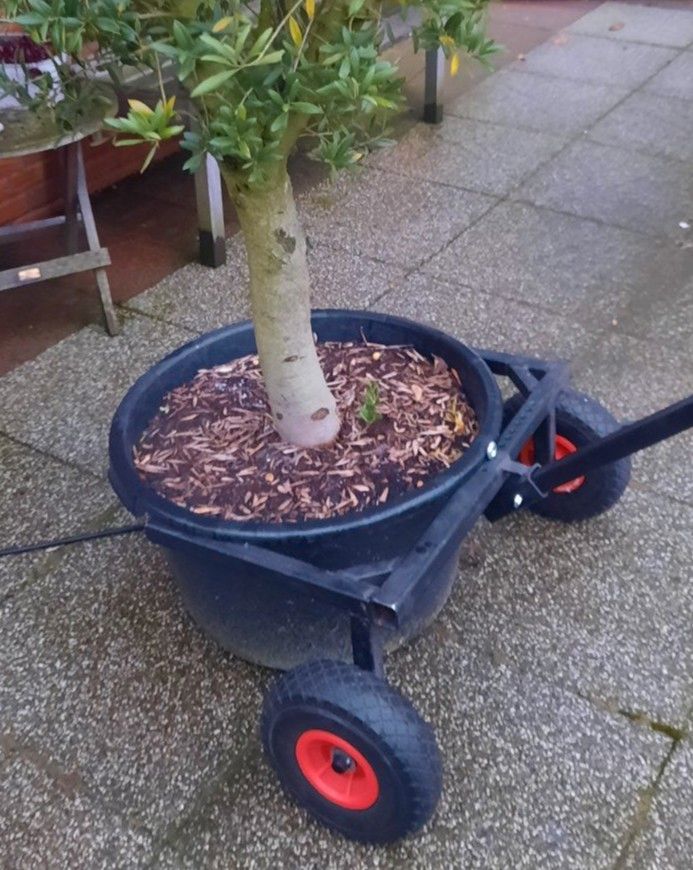 Garten Transport Gartengerät Hilfe Blumenkübel Pflanzkübel Kübel in Vechta