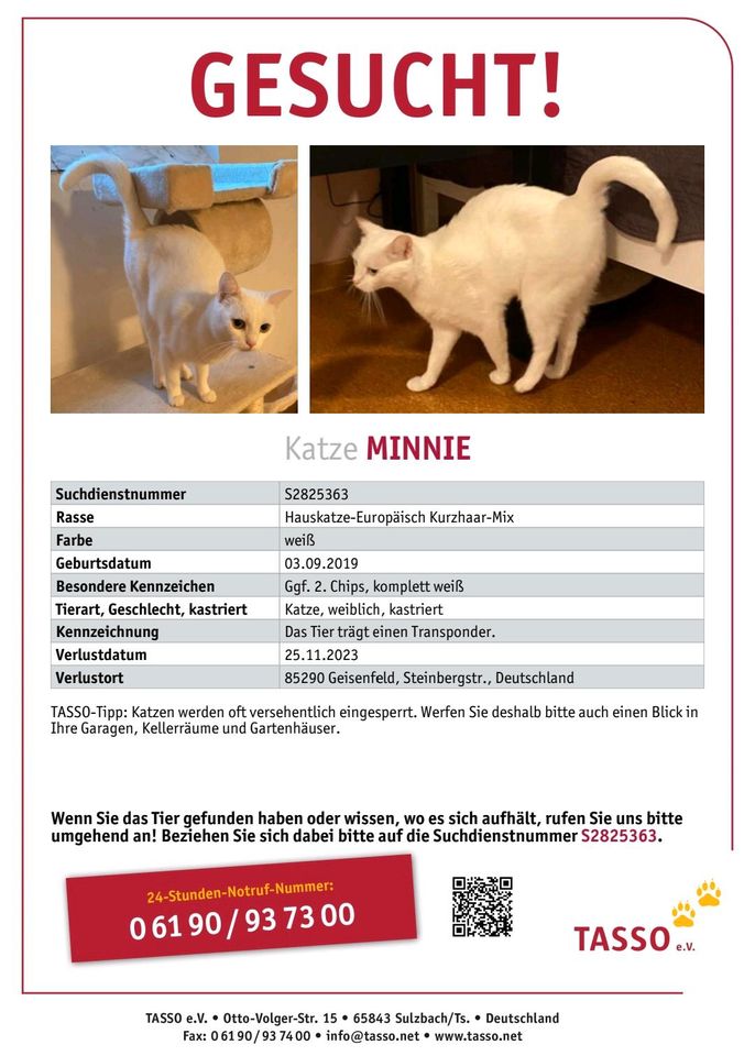 Katze Minnie vermisst / Wer hat sie gesehn?? in Geisenfeld