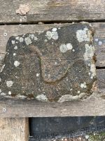 Stein mit versteinerter Schlange oder Ähnlichem Bayern - Wittibreut Vorschau